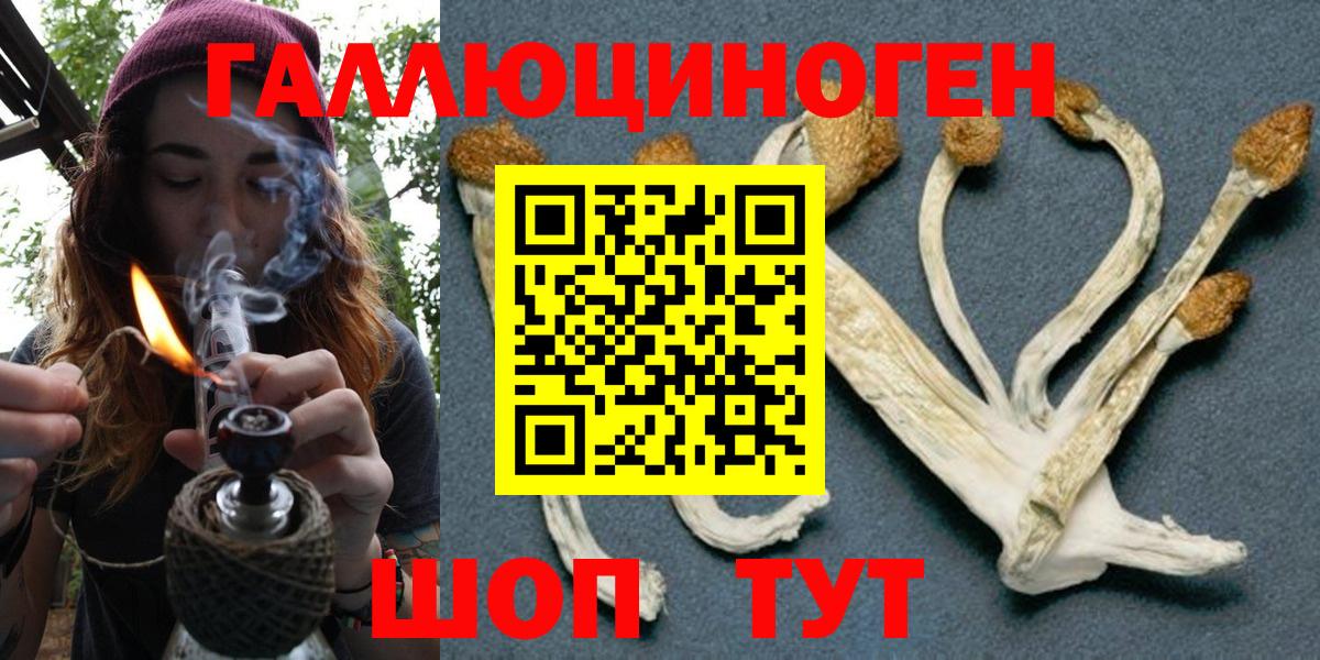 Галлюциногенные грибы Psilocybine cubensis Саяногорск